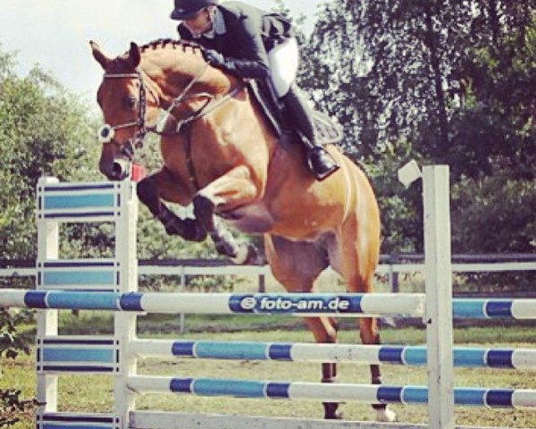 broodmare Fiodora 13 (Hanoverian, 2001, from Fighting Alpha)