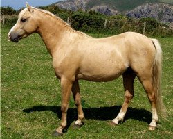 Deckhengst Boston Bonaparte (Welsh Pony (Sek.B), 1997, von Varndell Right Royal)
