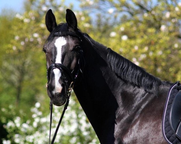 Dressurpferd Fiorino (Westfale, 2001, von Friedenstraum)