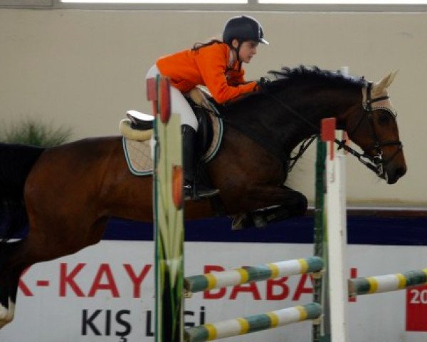 broodmare Cekina (KWPN (Royal Dutch Sporthorse), 2007, from Contendro II) broodmare Cekina (KWPN (Royal Dutch Sporthorse), 2007, from Contendro II)