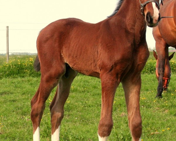 jumper Mad Desire (Oldenburg show jumper, 2014, from Mighty Magic)