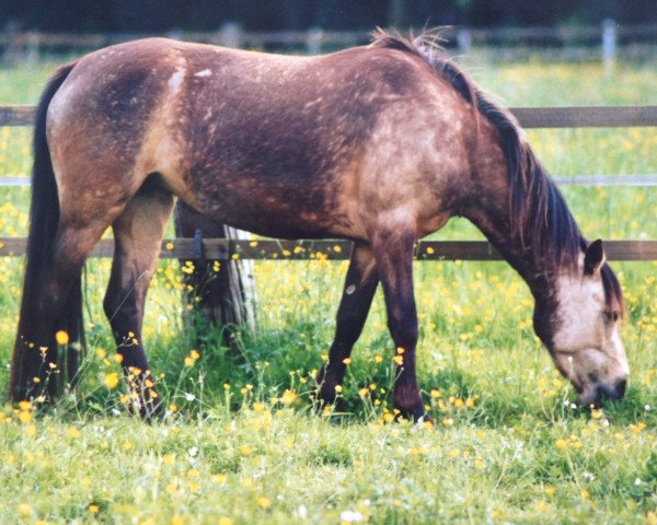 Dressurpferd Brucherhof Fjala (Connemara-Pony, 2000, von Fedor Dun)
