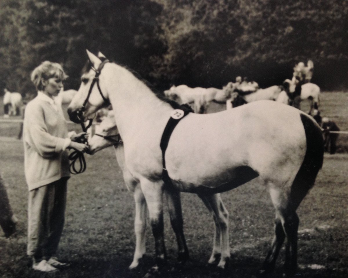 Zuchtstute Mona Mia (Connemara-Pony, 1975, von Dangan Dun)