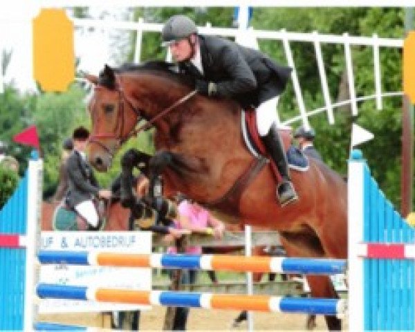 jumper Felicio Vh Elkenhof (Belgian Warmblood, 2005, from Feliciano)