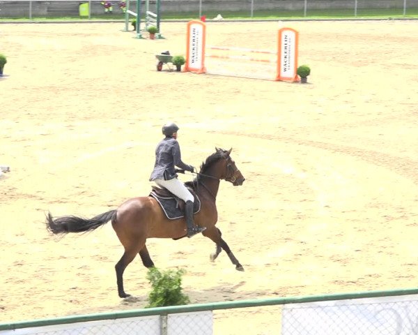 Reitturnier Schaffhausen 2020