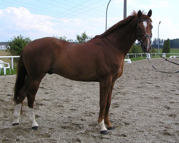 horse Monty 121 (Hanoverian, 1996, from Mont du Cantal AA)