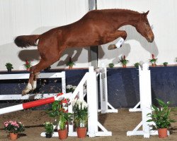 jumper Tj Ultra van Overis (Zangersheide riding horse, 2008, from Udarco van Overis)