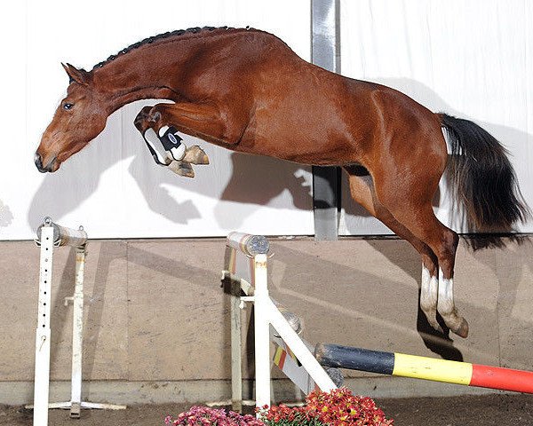 jumper Meinjob Tess van Overis Z (Zangersheide riding horse, 2006, from Dollar de la Pierre) jumper Meinjob Tess van Overis Z (Zangersheide riding horse, 2006, from Dollar de la Pierre)