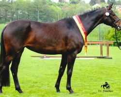 broodmare Francine 13 (Württemberger, 2009, from Fürst Hohenstein)