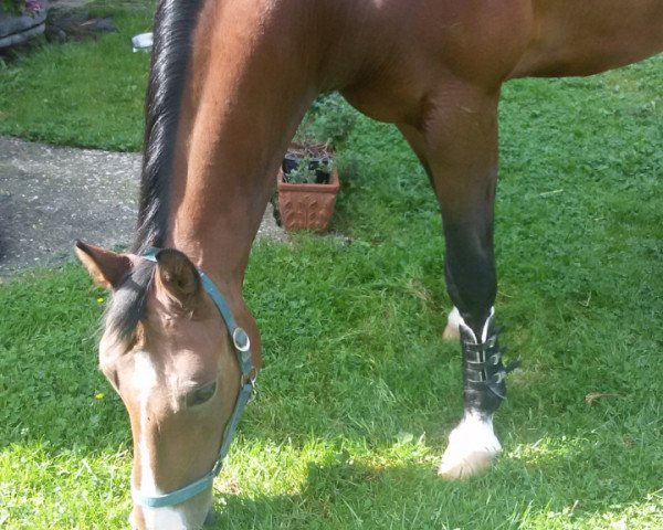 dressage horse Good by Manny S (Westphalian, 2000, from Gralshüter)