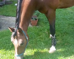 dressage horse Good by Manny S (Westphalian, 2000, from Gralshüter)