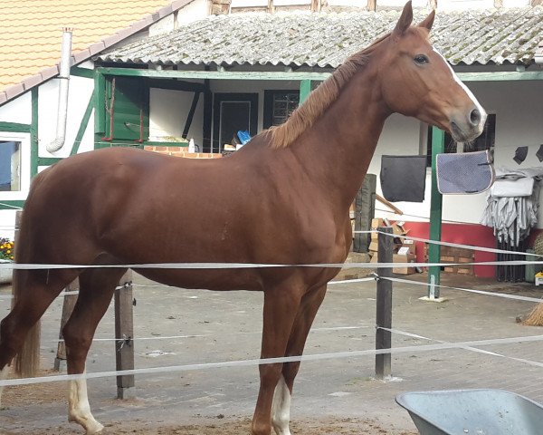 broodmare Mirabelle (Oldenburg, 2006, from Rubino Rosso)