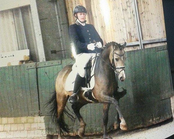 dressage horse Crash Boom Bang 9 (German Riding Pony, 2010, from Champ de Luxe)