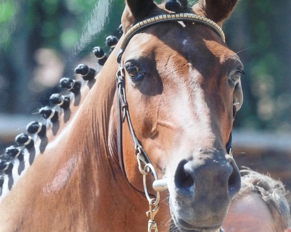 broodmare Aix la Chapelle (Rhinelander, 1999, from Aquilino)
