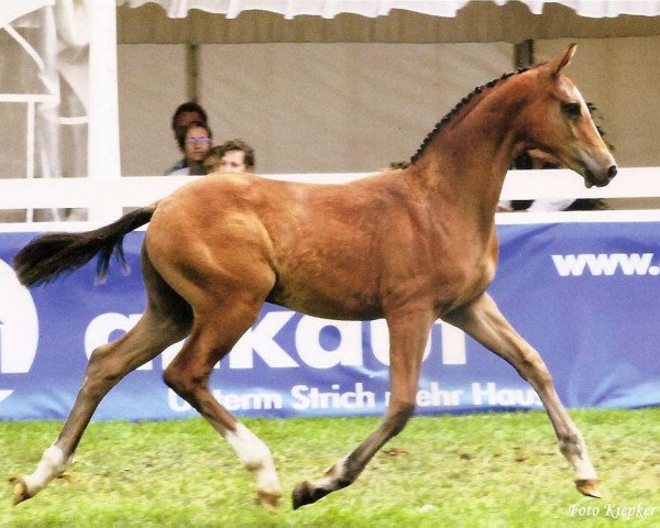 dressage horse Salue (Oldenburg, 2011, from Sandro Hit)