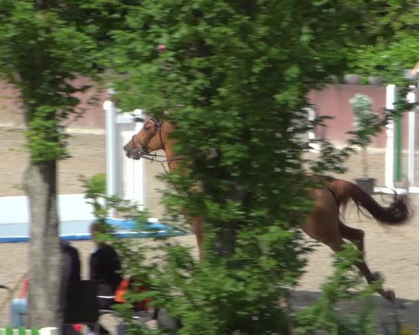 Reitturnier Bonn-Rodderberg 2020