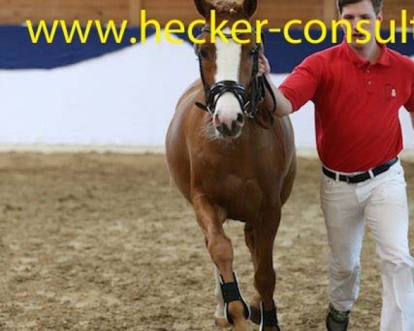 dressage horse Diamonds Pride (German Riding Pony, 2012, from Diamond Heart)