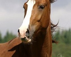 broodmare Celine XXII (Oldenburg, 2008, from Calazio 170 FIN)