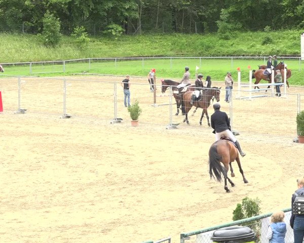 Reitturnier Schaffhausen 2020