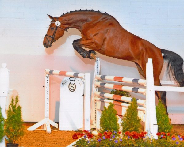 broodmare Ria Ruckzuck RT (Oldenburg, 2010, from Quintender 2)