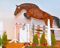 broodmare Ria Ruckzuck RT (Oldenburg, 2010, from Quintender 2)