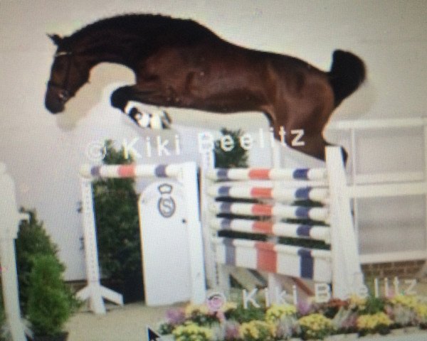 horse China Blue 8 (Holsteiner, 2013, from Christian 25)