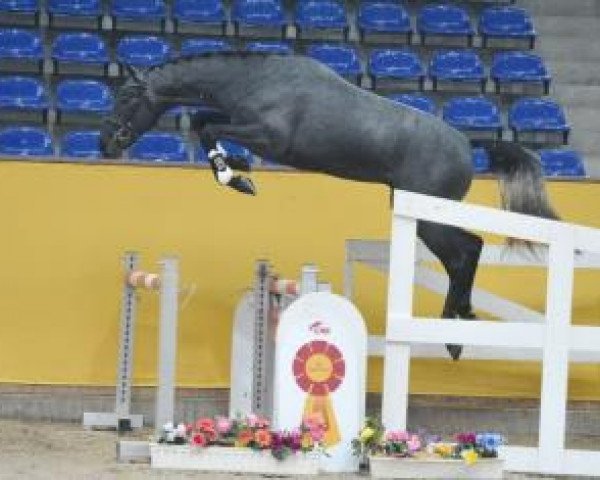 stallion Dourados 2 (Westphalian, 2013, from Diarado)