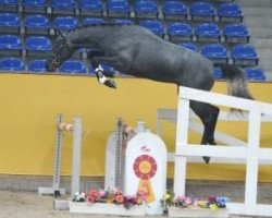 stallion Dourados 2 (Westphalian, 2013, from Diarado)