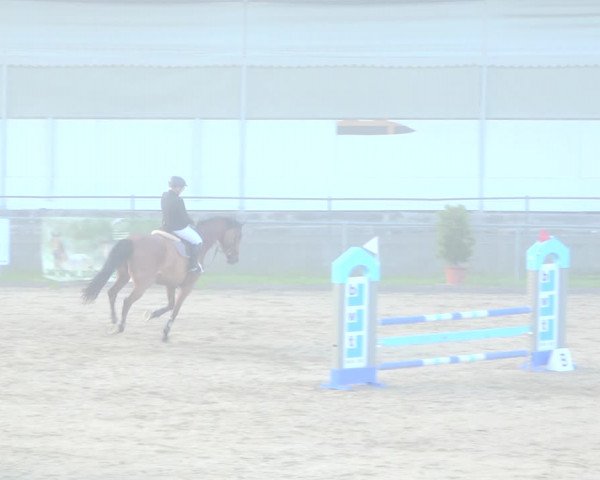 Reitturnier Schaffhausen 2020