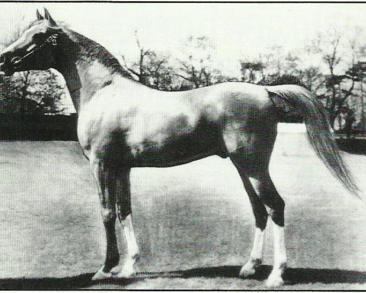 stallion Rithan ox (Arabian purebred, 1941, from Raktha 1934 ox)