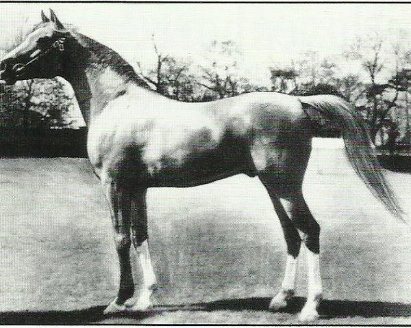 Deckhengst Rithan ox (Vollblutaraber, 1941, von Raktha 1934 ox) Deckhengst Rithan ox (Vollblutaraber, 1941, von Raktha 1934 ox)