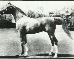 stallion Rithan ox (Arabian purebred, 1941, from Raktha 1934 ox)