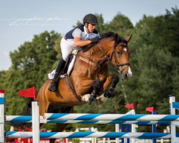 jumper Chicago 115 (Oldenburg show jumper, 2006, from Chacco-Blue)