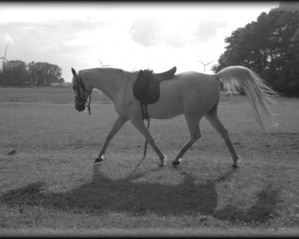 horse NK Badr (Arabian purebred, 2001, from Adnan EAO)