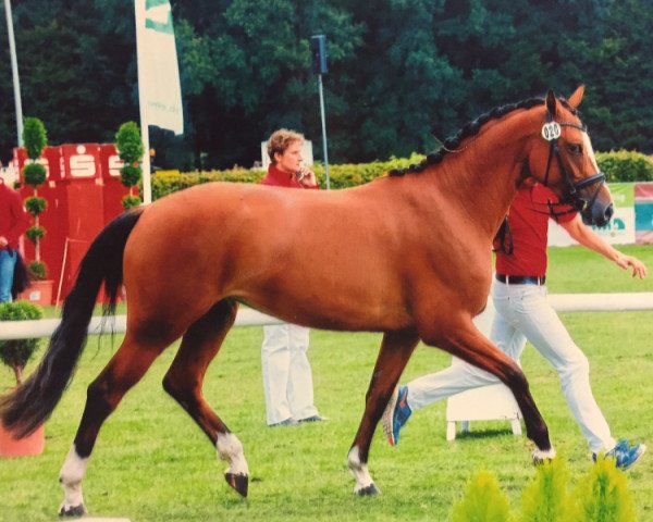 broodmare Valentina (Westphalian, 2012, from Valeron)