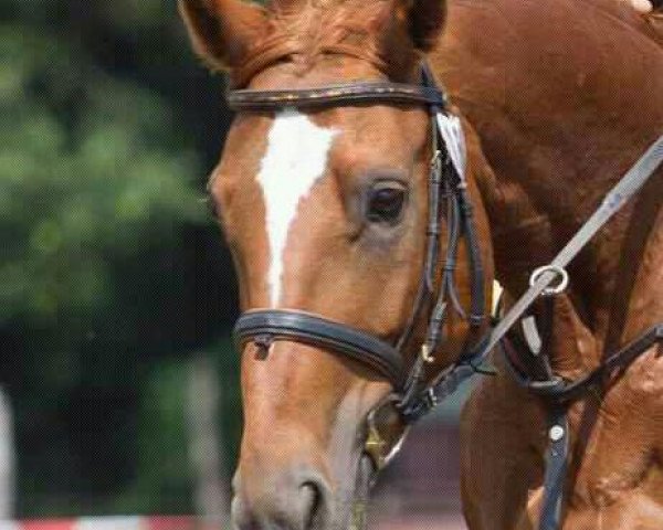 broodmare Eline Bleer (Hanoverian, 1999, from Espri)