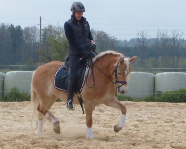 Zuchtstute Farina (6,25% ox) (Haflinger, 2009, von Alibaba)