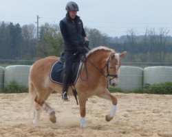 broodmare Farina (6,25% ox) (Haflinger, 2009, from Alibaba)