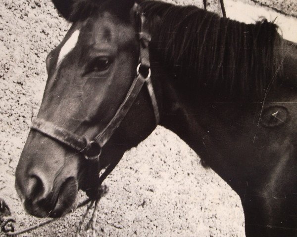 Jument d'élevage Zilla 2 (Edles Warmblut, 1981, de Adamit I 1367)
