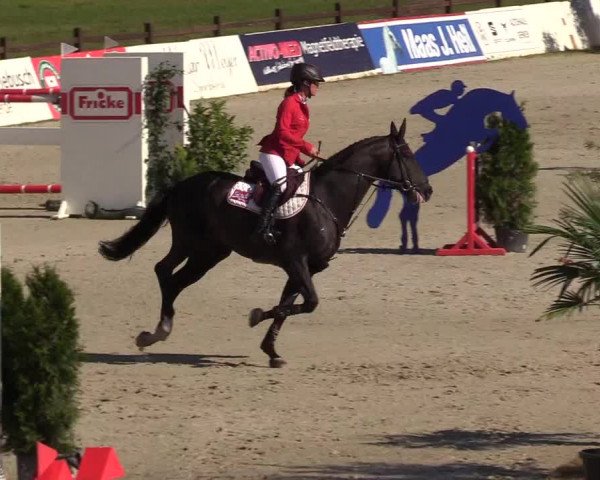 Reitturnier CSI** Westergellersen 2020