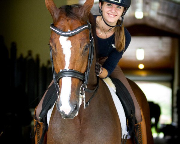 dressage horse Quantico (Hanoverian, 2006, from Fighting Fit) dressage horse Quantico (Hanoverian, 2006, from Fighting Fit)