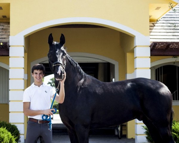 dressage horse Dhannie Ymas (Hanoverian, 2007, from Don Crusador) dressage horse Dhannie Ymas (Hanoverian, 2007, from Don Crusador)