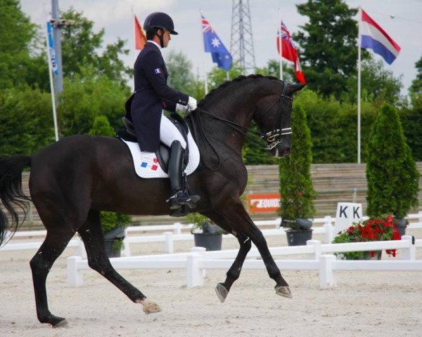 Dressurpferd Noble Dream (Oldenburger, 2002, von Caprimond)