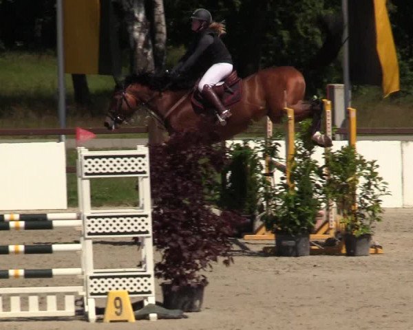 Reitturnier CSI** Westergellersen 2020