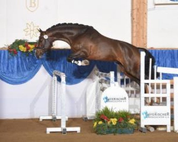 stallion Charmeur 466 (Bavarian, 2013, from Cascadello)