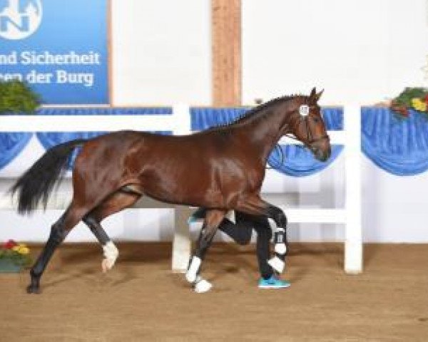 horse Hengst von Quatergold (Bavarian, 2013, from Quatergold)