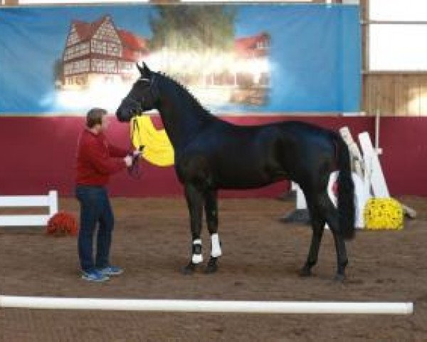 horse Lord Remembrandt 2 (Rhinelander, 2013, from Lord Loxley I)