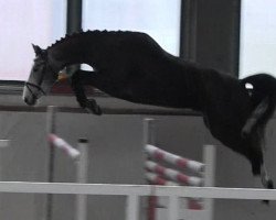 Pferd Balenea (Deutsches Sportpferd, 2012, von Balou du Rouet)