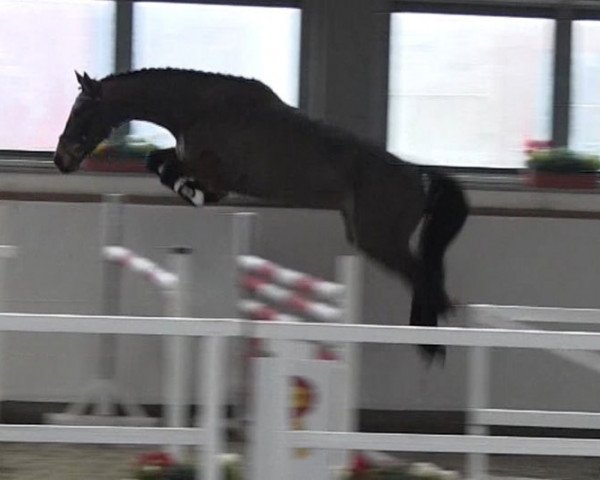 Springpferd La Nessa (Deutsches Sportpferd, 2011, von Le Co Q As)