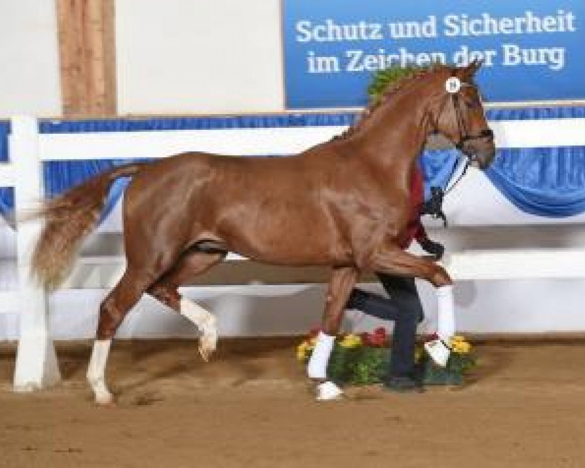 dressage horse For Nobless (Oldenburg, 2013, from For Romance I)